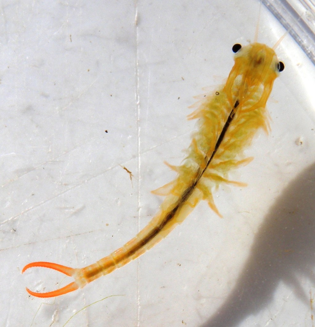 The last Belgian fairy shrimp&nbsp;metapopulation