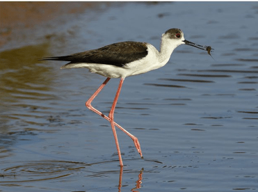 How can temporary ponds support&nbsp;waterbirds?