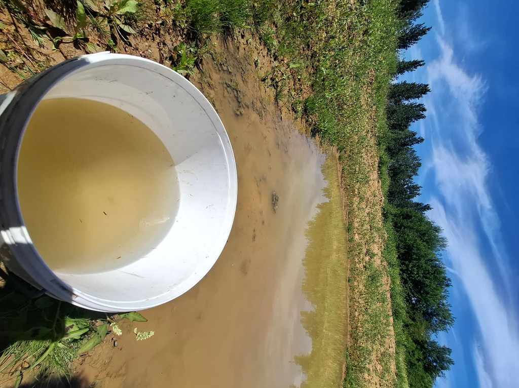 A new hope for fairy shrimp in Belgium